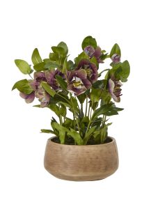 Deep Plum Hellebore Plant In Taupe Pot