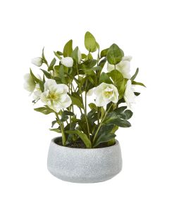 White Hellebore Plant In Grey Pot