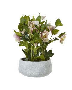 Variegated Pink Hellebore Plant In Grey Pot